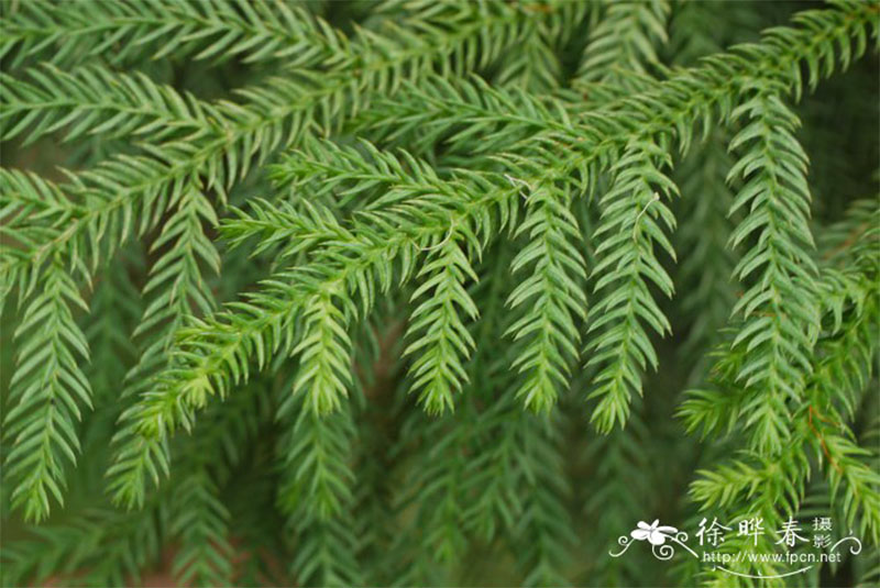 南洋杉属 形态特征:常绿乔木.