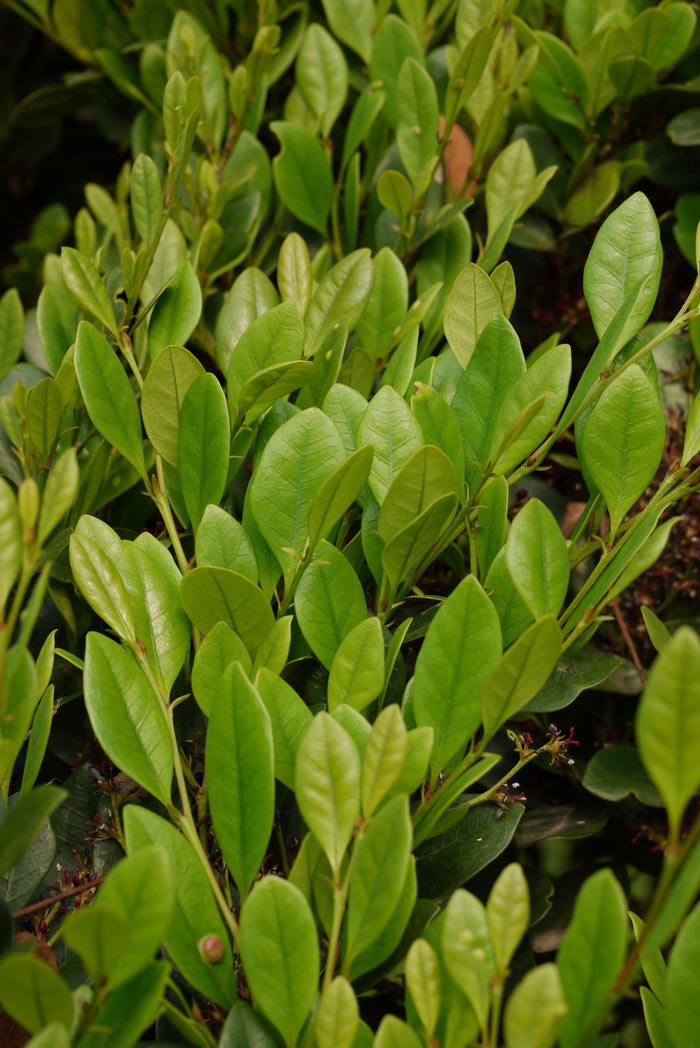 蚊母树