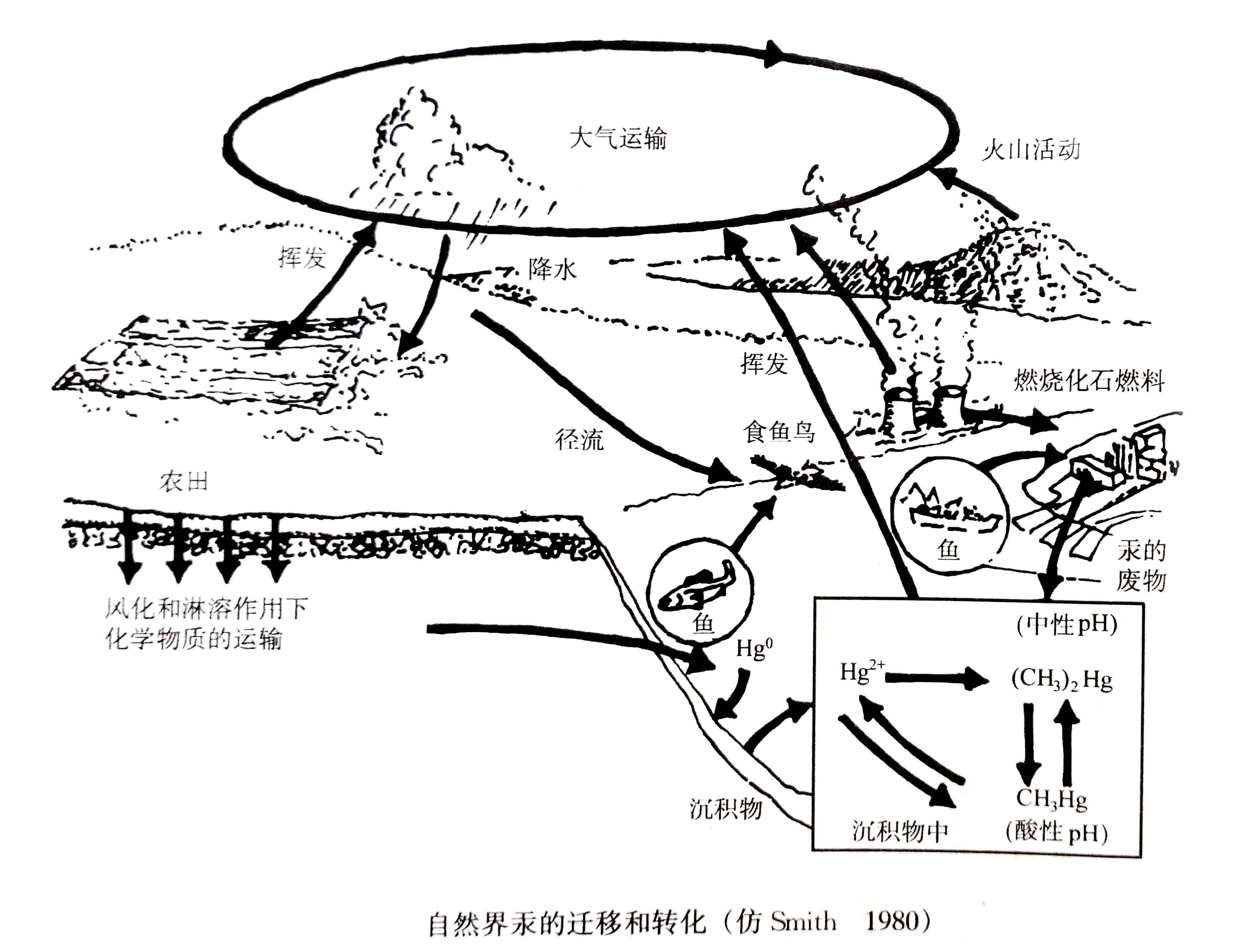 自然界汞的迁移和转化.jpg