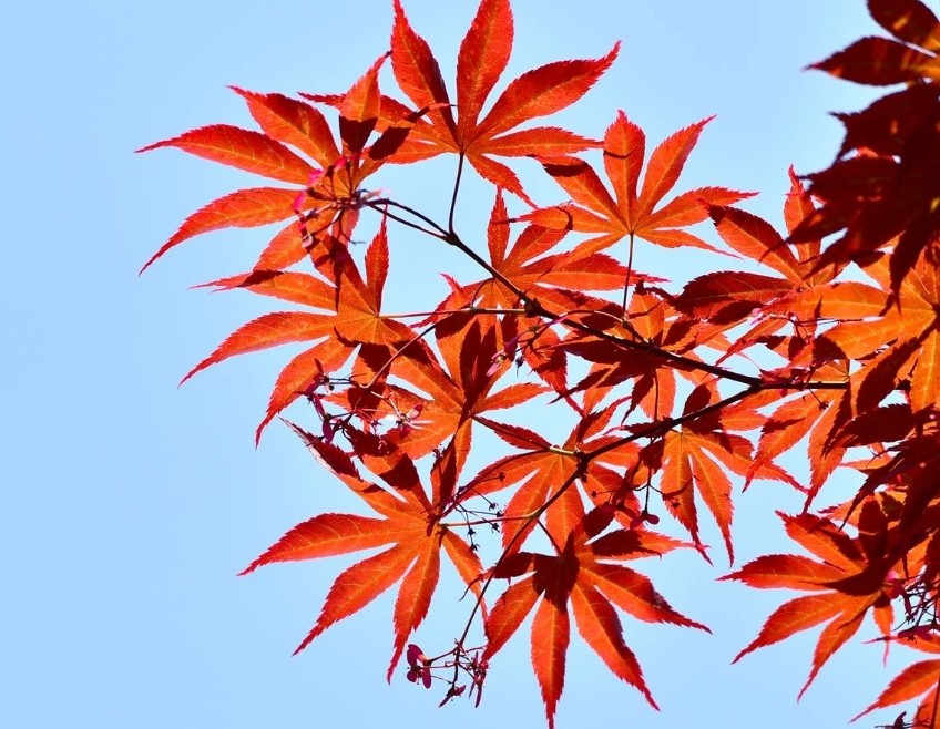 红枫